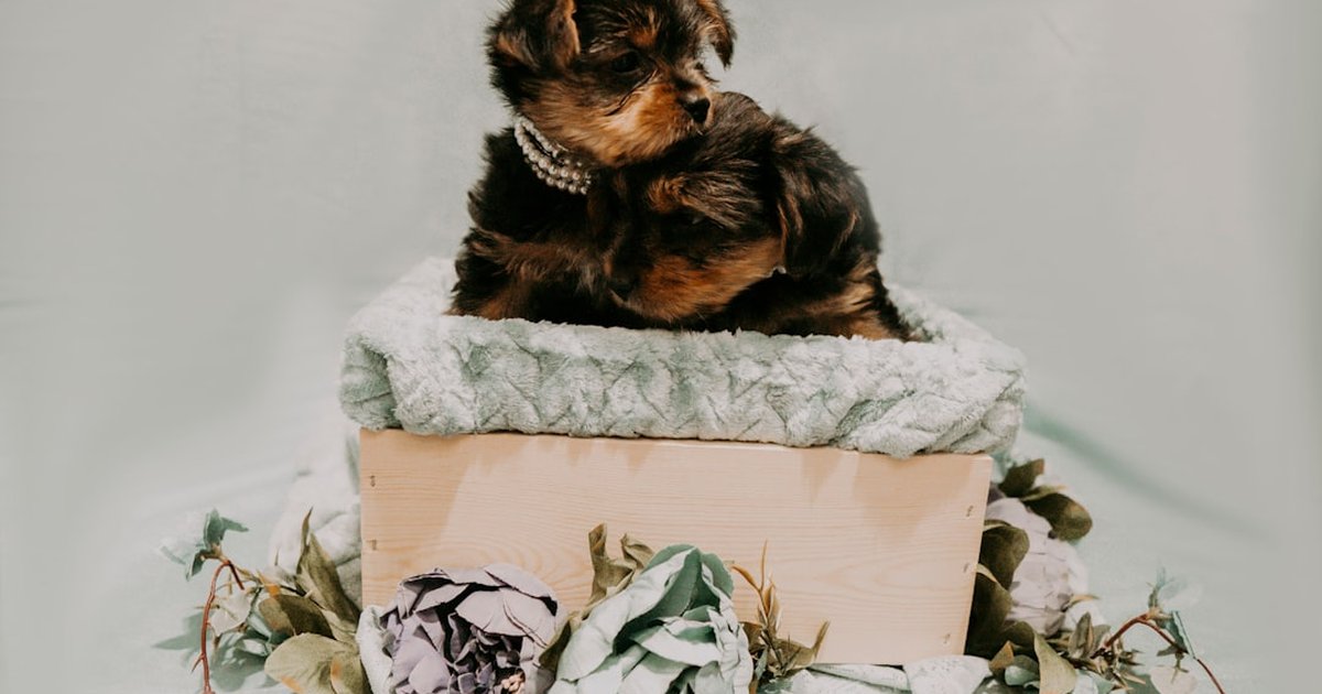 custom 3D printed pet dog memorial keepsake